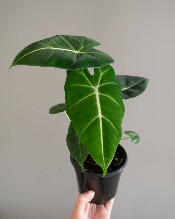 Alocasia Frydek - 4"