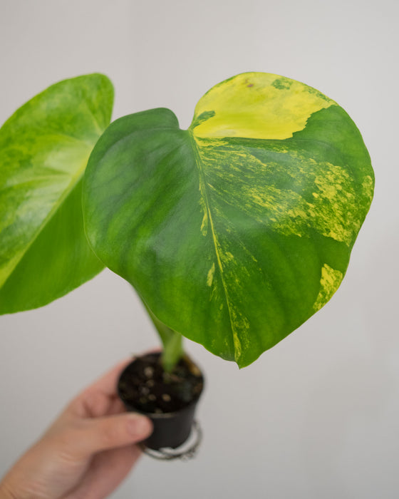 Monstera Deliciosa 'Aurea' Variegated - 2"