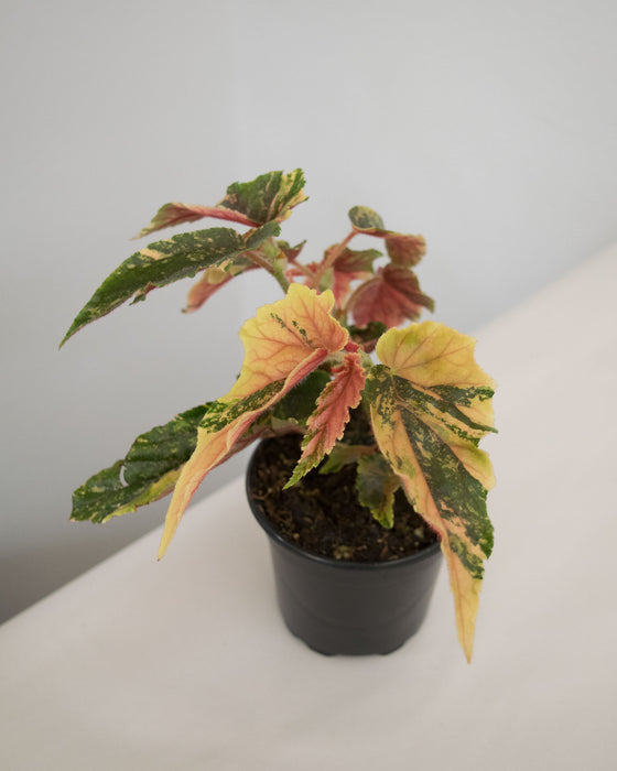 Begonia 'Ginny Galaxy' Variegated - 4"