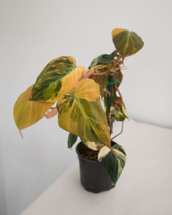 Philodendron 'Micans' Variegated - 4"