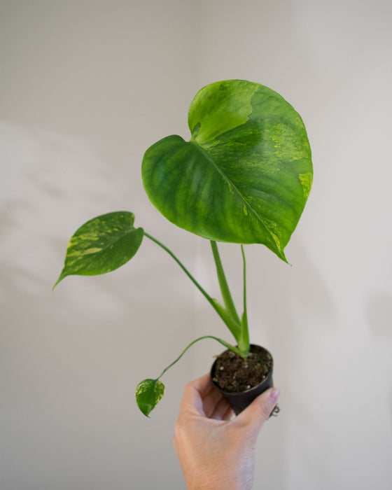 Monstera Deliciosa 'Aurea' Variegated - 2"