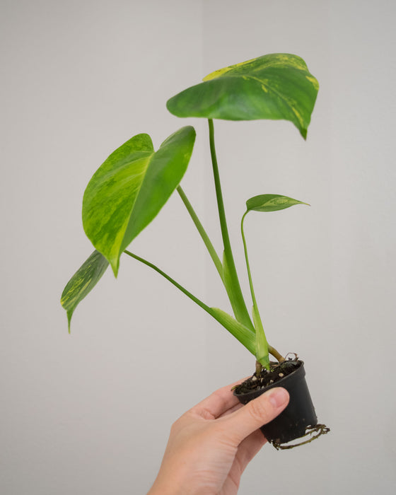 Monstera Deliciosa 'Aurea' Variegated - 2"