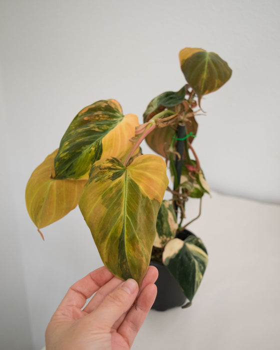 Philodendron 'Micans' Variegated - 4"