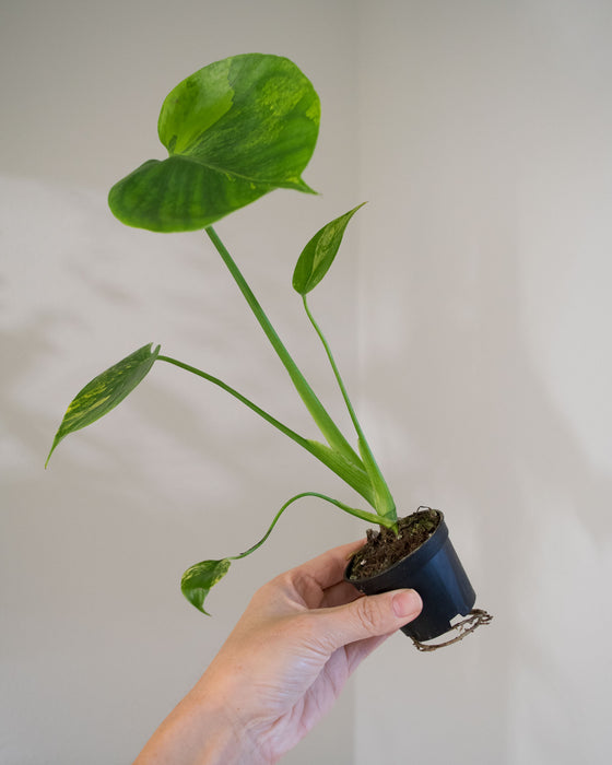 Monstera Deliciosa 'Aurea' Variegated - 2"