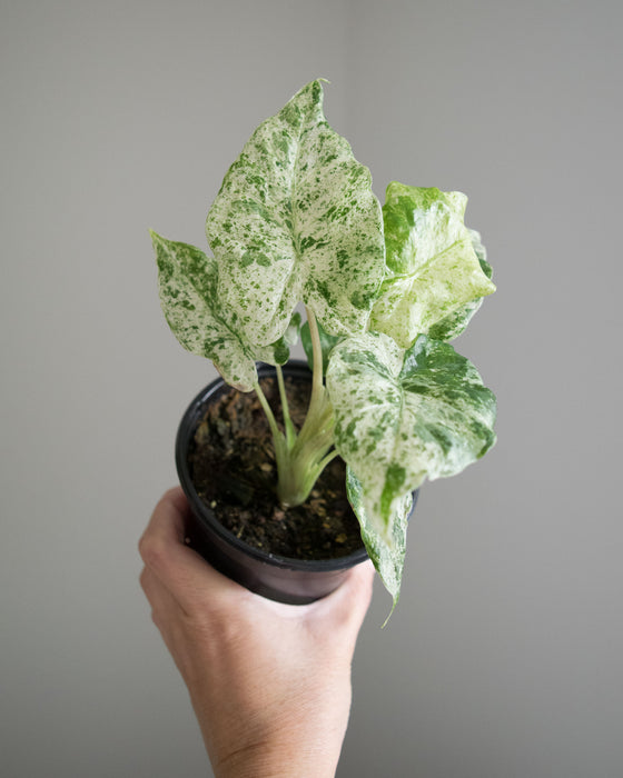 Alocasia Macrorrhiza 'Camouflage' - 4"