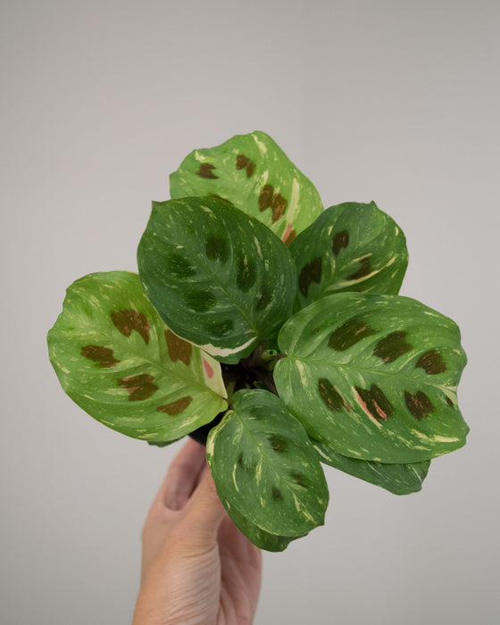 Maranta Leuc' Variegated - 4"