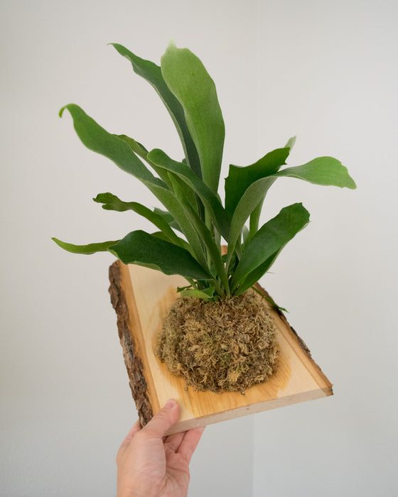 Platycerium Bifurcatum 'Staghorn Fern' - Mounted (Pick Up Only)