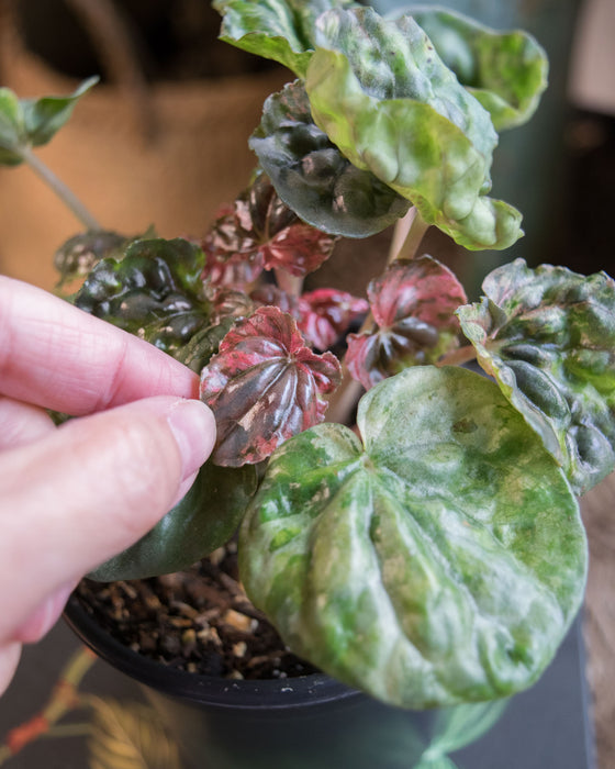 Peperomia Caperata 'Pink Lady' - 4"