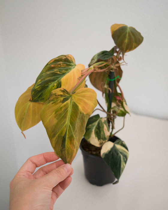 Philodendron 'Micans' Variegated - 4"