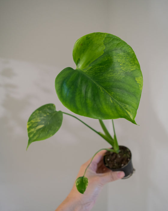 Monstera Deliciosa 'Aurea' Variegated - 2"