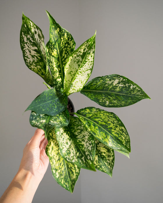 Chinese Evergreen 'Spring Snow' - 4"