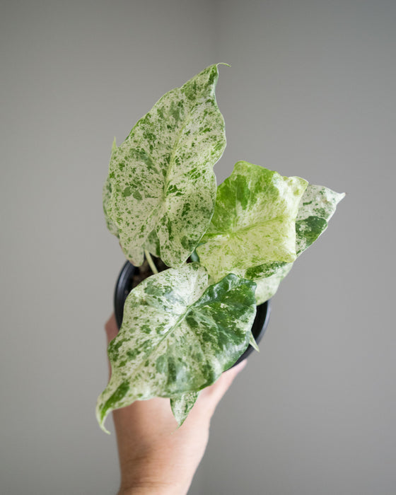 Alocasia Macrorrhiza 'Camouflage' - 4"