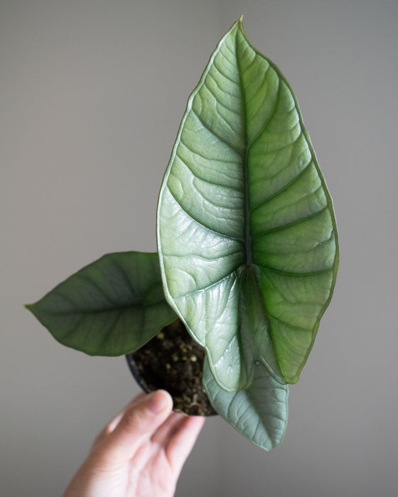 Alocasia 'Platinum' - 4"