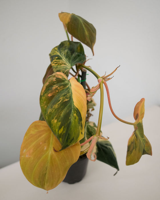 Philodendron 'Micans' Variegated - 4"