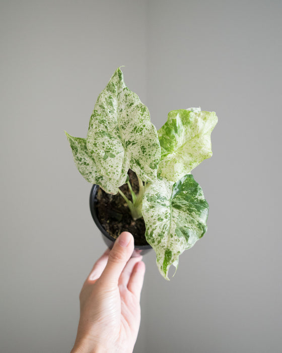 Alocasia Macrorrhiza 'Camouflage' - 4"