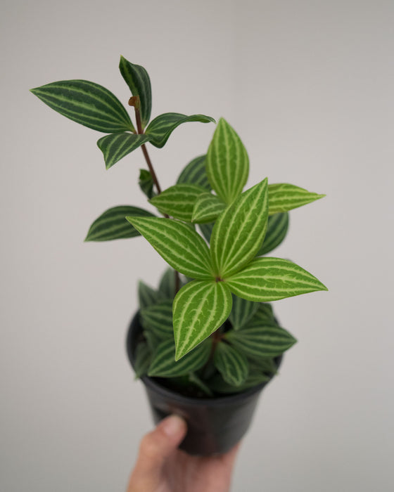 Peperomia Puteolata - 4"