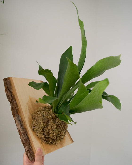 Platycerium Bifurcatum 'Staghorn Fern' - Mounted (Pick Up Only)