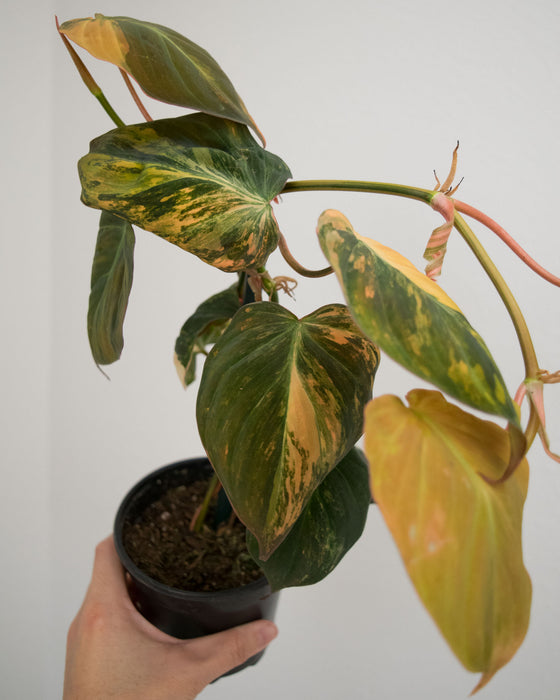 Philodendron 'Micans' Variegated - 4"