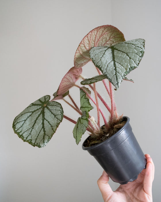 Begonia 'U400' - 4"