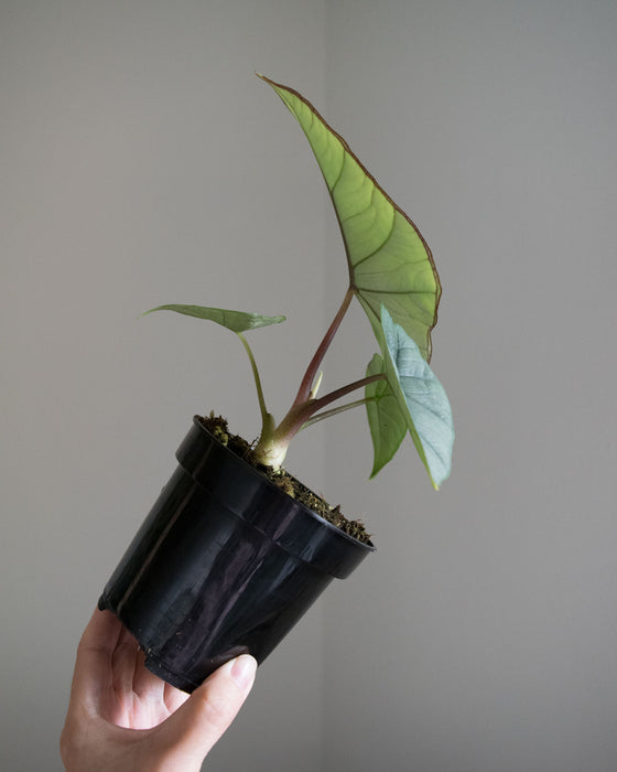 Alocasia 'Platinum' - 4"