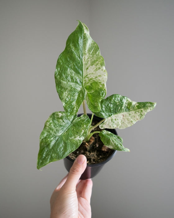 Alocasia Macrorrhiza 'Camouflage' - 4"