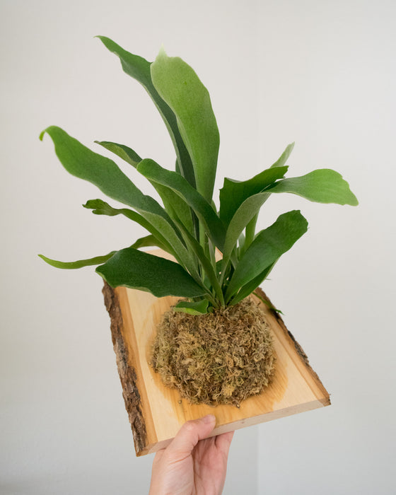 Platycerium Bifurcatum 'Staghorn Fern' - Mounted (Pick Up Only)