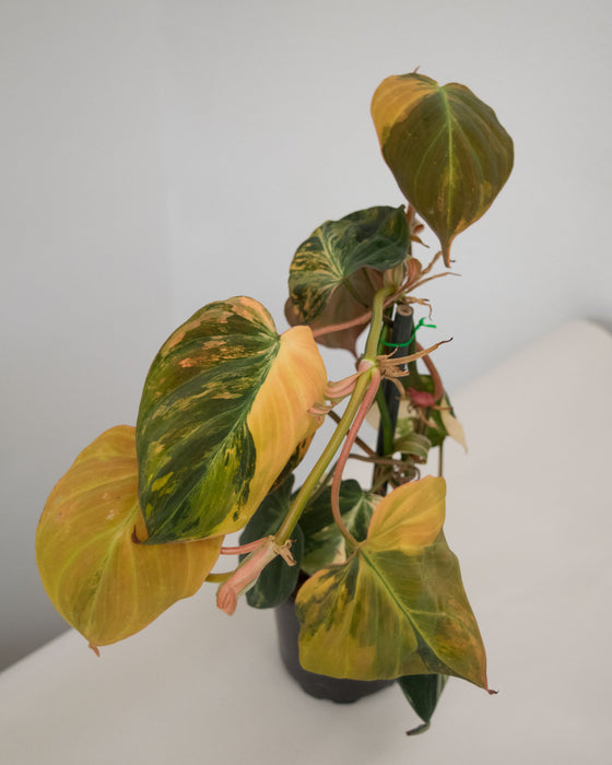 Philodendron 'Micans' Variegated - 4"