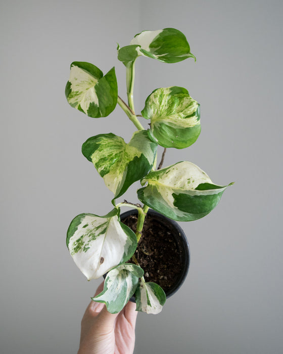 Pothos Manjula - 4"