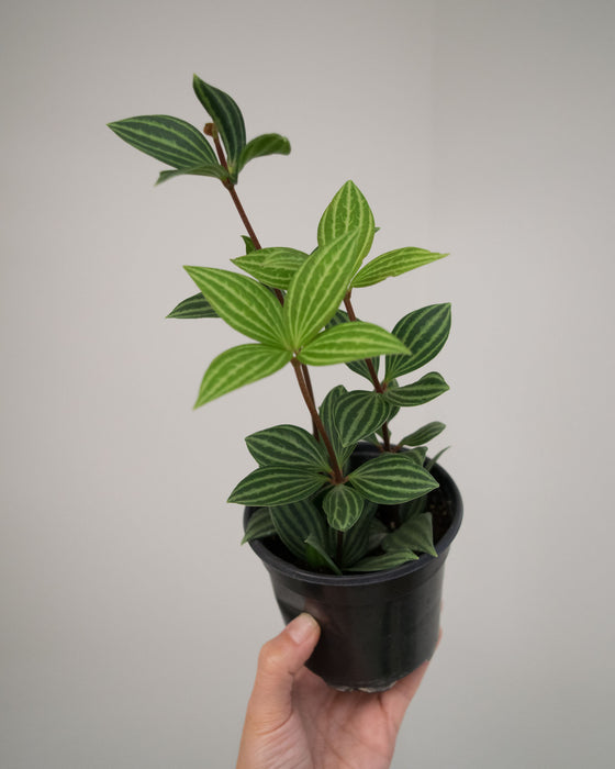 Peperomia Puteolata - 4"