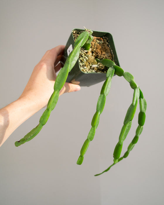 Rhipsalis Paradoxa - 4"