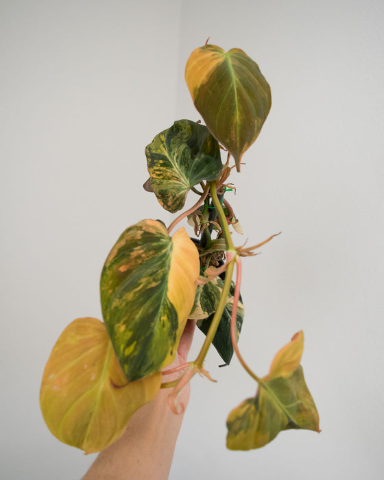 Philodendron 'Micans' Variegated - 4"