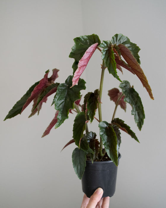 Begonia 'Ginny' - 4"