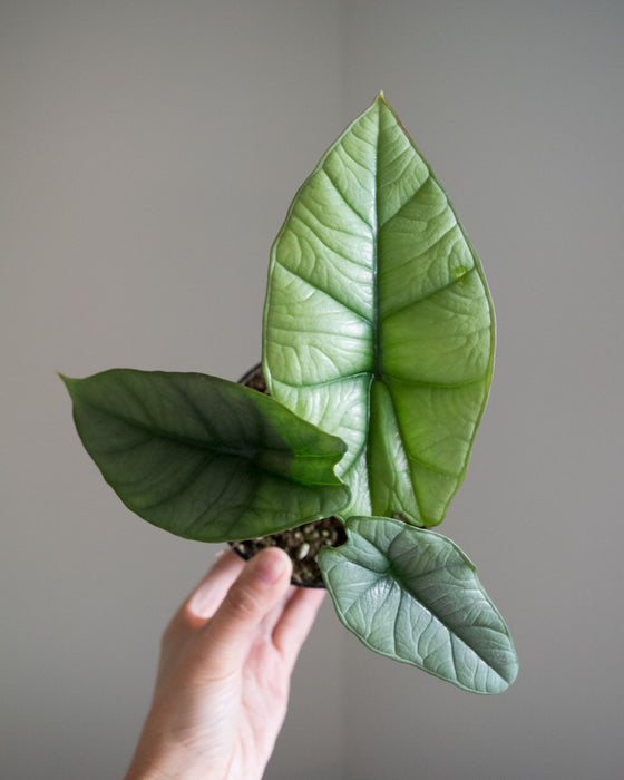 Alocasia 'Platinum' - 4"