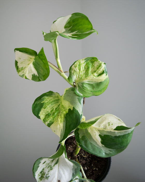 Pothos Manjula - 4"