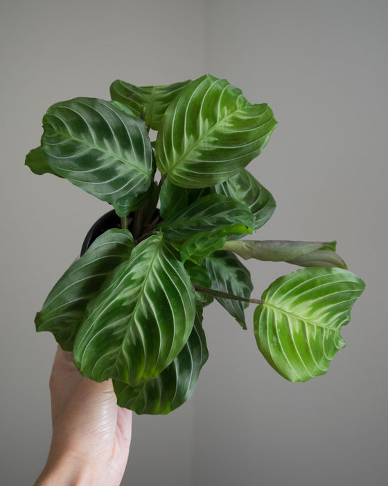 Maranta Leuc. 'Massangeana' - 4"