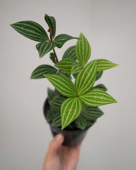 Peperomia Puteolata - 4"