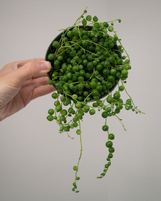 String of Pearls - 4"