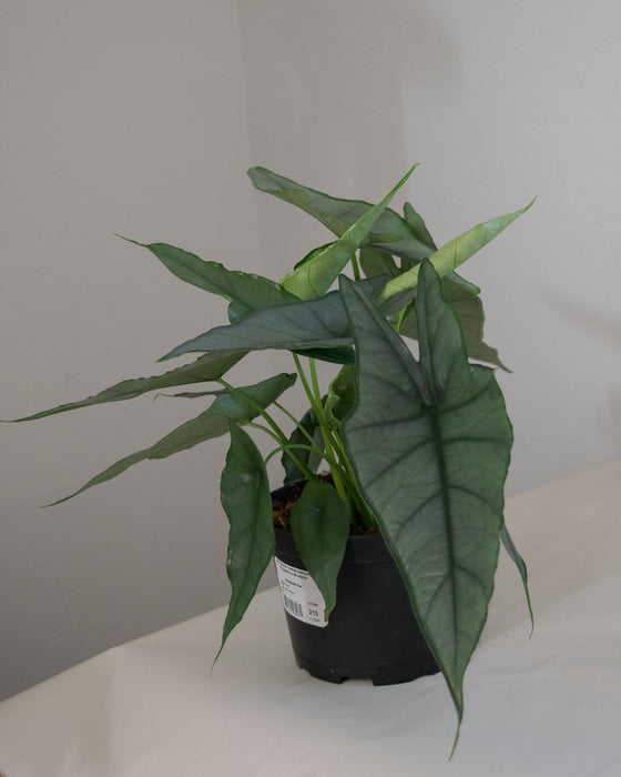 Alocasia Heterophylla 'Dragons Breath' - 6" (Pick Up Only)