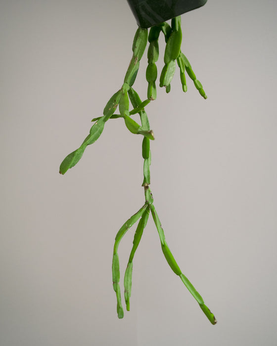 Rhipsalis Paradoxa - 4"