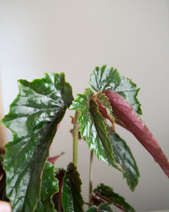 Begonia 'Ginny' - 4"