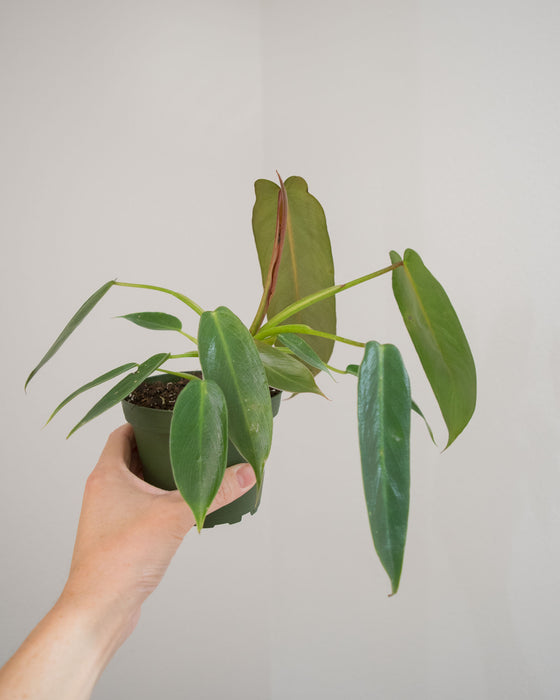 Philodendron Spiritus Sancti - 4"