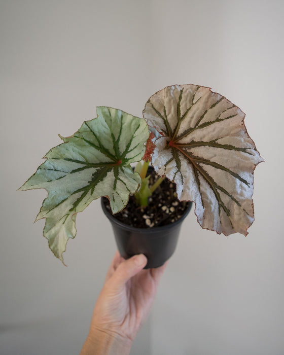 Begonia 'Looking Glass' - 4"