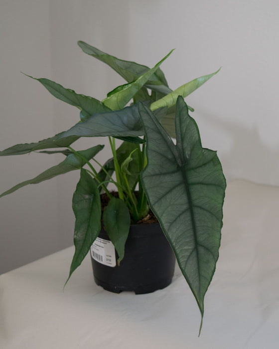 Alocasia Heterophylla 'Dragons Breath' - 6" (Pick Up Only)