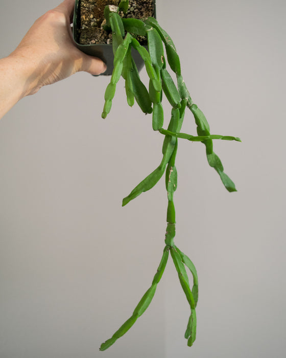 Rhipsalis Paradoxa - 4"