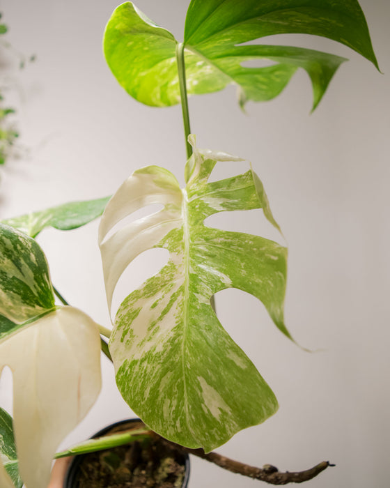 Monstera Deliciosa 'Albo Variegata' - 4"