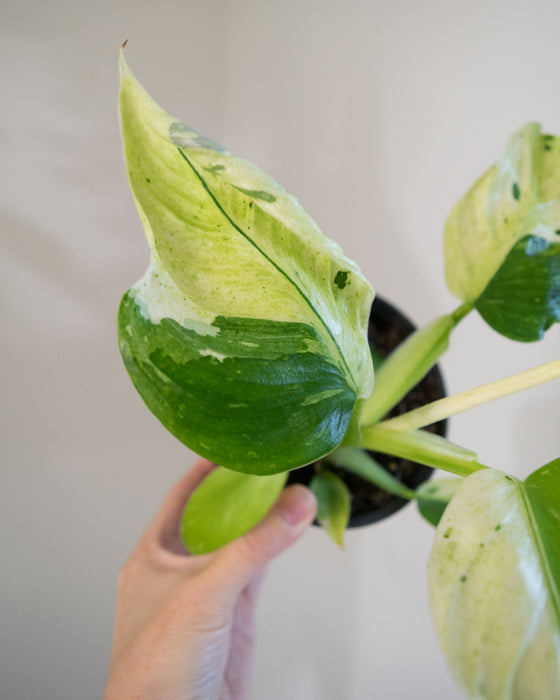 Philodendron 'Jose Buono' - 4"