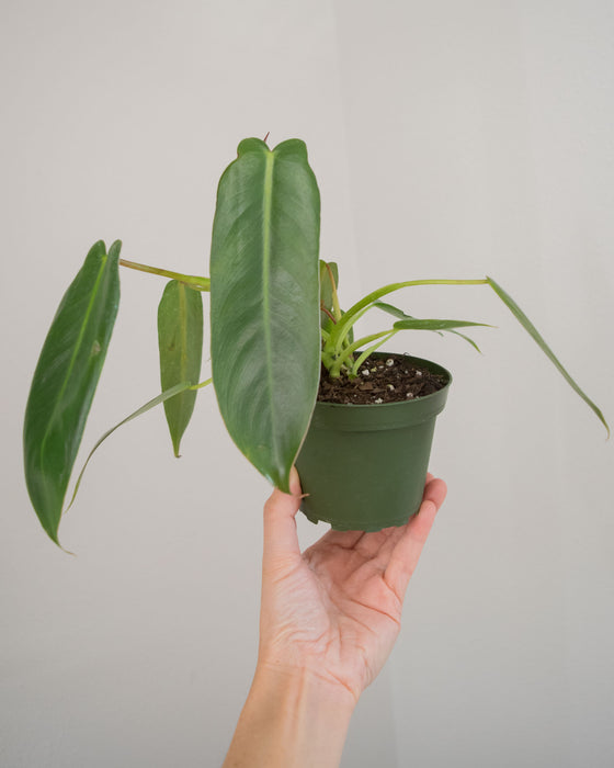 Philodendron Spiritus Sancti - 4"