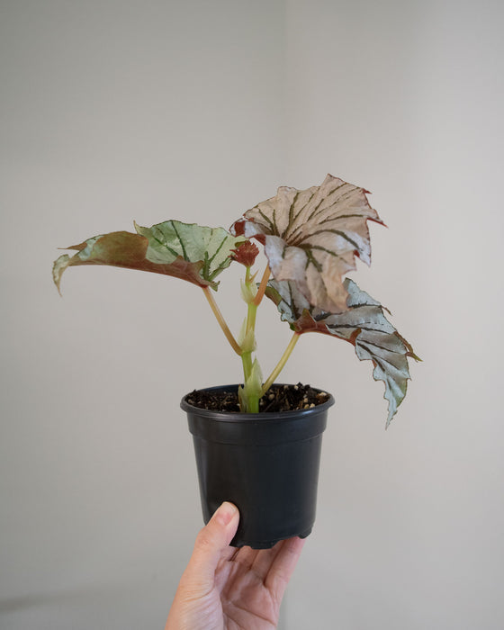 Begonia 'Looking Glass' - 4"