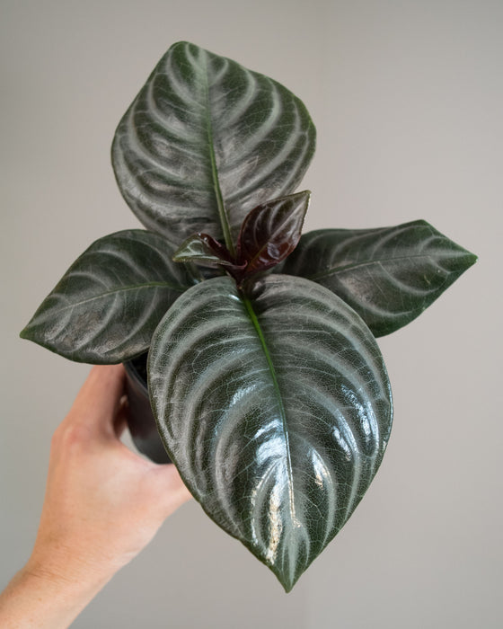 Aphelandra 'Nova Fuego' Zebra Plant - 4"