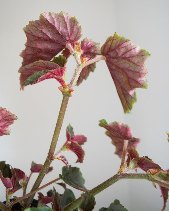 Begonia 'Ginny' - 4"